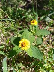 Melampodium divaricatum