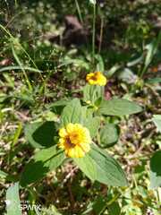 Melampodium divaricatum