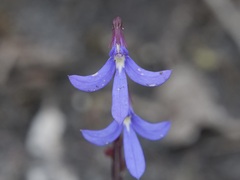 Lobelia gibbosa