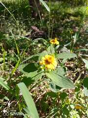 Melampodium divaricatum