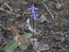 Lobelia gibbosa