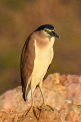 Nycticorax caledonicus
