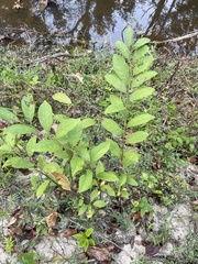 Itea virginica
