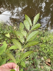 Itea virginica