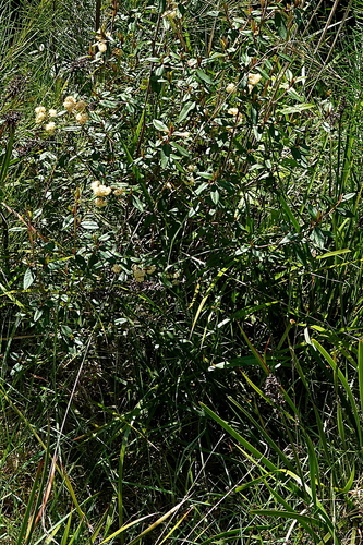 Image of Pomaderris andromedifolia by (c) Max Campbell, some rights reserved (CC BY)