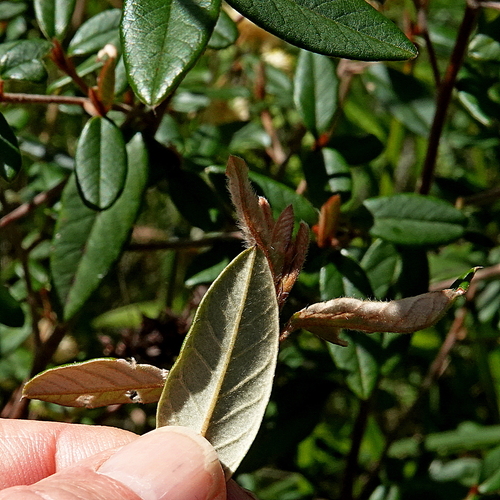 Image of Pomaderris andromedifolia by (c) Max Campbell, some rights reserved (CC BY)