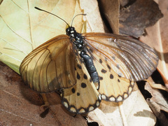 Acraea horta