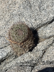 Mammillaria dioica dioica