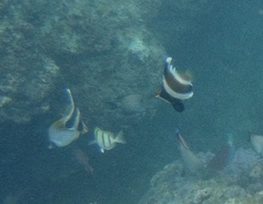 Heniochus chrysostomus