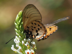 Acraea horta