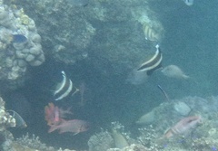 Heniochus chrysostomus
