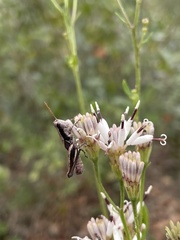 Melanoplus forcipatus