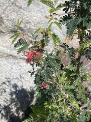 Calliandra californica