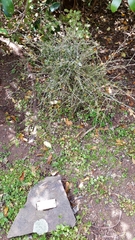 Melicytus micranthus