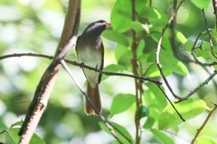 Terpsiphone atrocaudata