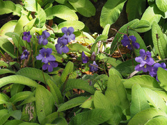 Streptocarpus formosus