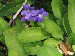 Streptocarpus formosus