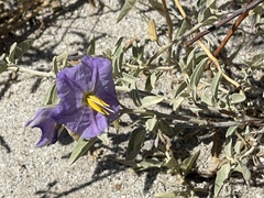 Solanum hindsianum