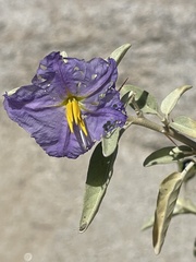 Solanum hindsianum