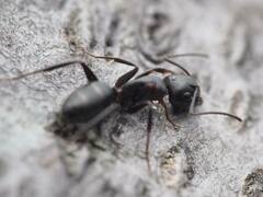 Camponotus caryae