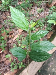 Celtis tetrandra