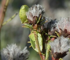 Thyanta custator accerra