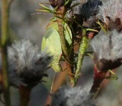 Thyanta custator accerra