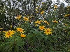 Tithonia diversifolia