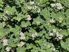 Euphorbia tomentulosa