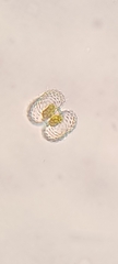 Cosmarium