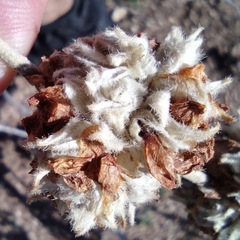 Malacothamnus enigmaticus