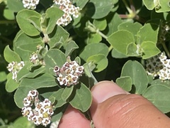 Euphorbia tomentulosa