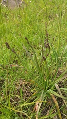 Caesia calliantha