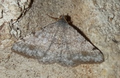 Digrammia colorata