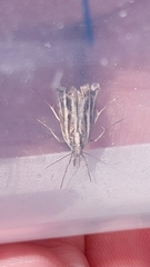 Orocrambus corruptus