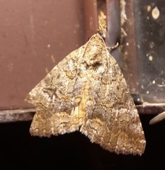 Eubolina impartialis