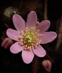 Hepatica acutiloba