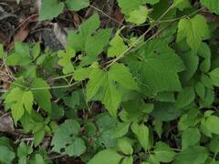 Ampelopsis glandulosa hancei