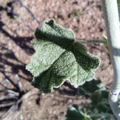 Malacothamnus enigmaticus