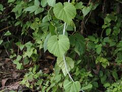 Cissus verticillata
