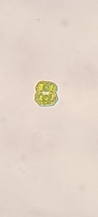 Desmidiaceae