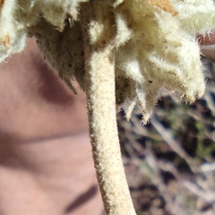 Malacothamnus enigmaticus