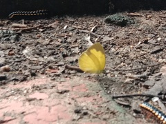 Eurema andersoni