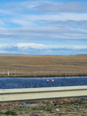 Phoenicopterus chilensis