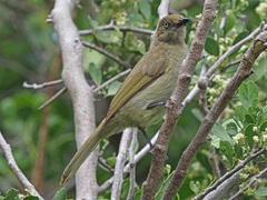 Andropadus importunus