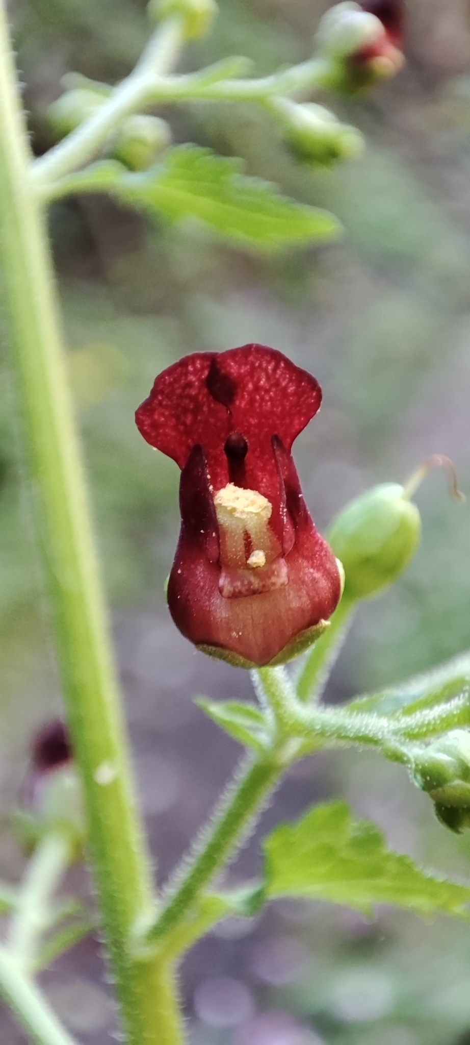 Scrophularia smithii