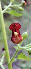 Scrophularia smithii image