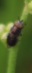 Orthonevra nitida