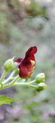 Scrophularia smithii image
