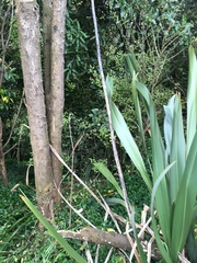 Phormium tenax